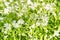 Background of flowering ornithogalum