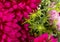 Background with flowers asters