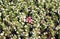 Background of flowers begonia white