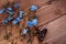 Background with flowers of chicory and root on the old wooden boards. Place for text. Top view. Medicinal plant: Chicory