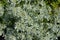 Background - flowers and foliage of variegated spurge