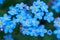 Background flowers Forget-me-not
