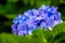 the Background flowers, Hydrangea beautiful