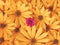 Background of flowers of Jerusalem artichoke