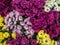 Background of the flowers of the Korean chrysanthemum in white, yellow, purple, pink.