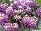 Background of flowers Lobularia maritima