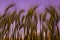 Background of fluffy spikelets of green barley close-up at pink sunset.