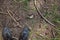 Background of forest floor with needles, pine cones, grass and branches.