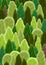 Background with forest illustration. Lots of green trees background. Magical green forest.