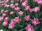 Background in the form of a meadow of pink tulips