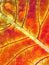 Background in the form of orange leaf closeup