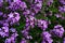 Background form thickets of violet and purple  wallflowers