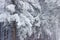 Background of a fragment of snow-covered fir forest