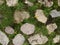 Background. fragment. texture. the old road is paved with wild stone, cobblestones. landscape design, natural style.