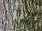 Background a fragment of tree bark birch