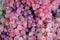 Background of fresh close up of pink grapes