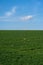 Background of fresh grasses meadow and blue sky with a small cloud