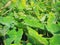 Background of Fresh Green Caladium Plants