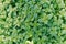 Background of fresh green organic oregano growing in the garden