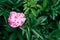 Background of fresh green peony leaves and one pink peony.