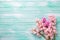 Background with fresh pink flower hyacinths on turquoise paint