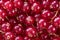 Background of fresh redcurrants