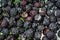 Background of fresh, ripe, picked black raspberries
