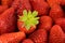 Background from freshly strawberries, directly above, horizontal photography