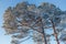 Background of frozen pine branches in winter sunny frosty day