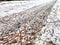 Background with frozen snow and spruce needles. Winter texture, pattern, frame, copy space and place for text