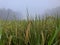 Background of fruitful rice plants