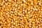 Background full of fresh raw corn or maize kernel