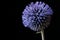 Background with glandular globe-thistle, great globe-thistle or pale globe-thistle Echinops sphaerocephalus