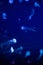 Background of a glowing color jellyfish slowly floating in the dark blue  aquarium water