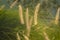 Background of glowing grass flowers in sunset