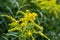 Background, Goldenrod flower or Solidago Canadensis, honey plant