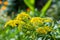 Background, Goldenrod flower or Solidago Canadensis, honey plant