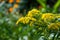 Background, Goldenrod flower or Solidago Canadensis, honey plant