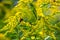 Background, Goldenrod flower or Solidago Canadensis, honey plant