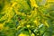 Background, Goldenrod flower or Solidago Canadensis, honey plant