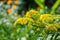 Background, Goldenrod flower or Solidago Canadensis, honey plant