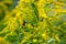 Background, Goldenrod flower or Solidago Canadensis, honey plant