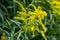 Background, Goldenrod flower or Solidago Canadensis, honey plant