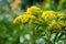 Background, Goldenrod flower or Solidago Canadensis, honey plant