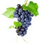 background grapes white pictures