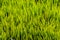 Background grass