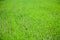 Background from grass. Perfect grass for background. Texture green grass