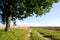 Background gravel road agricultural field oak tree