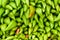 Background of green anaheim peppers