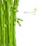 Background with green bamboo